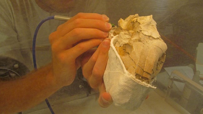 two hands hold a fossil skull half-encased in plaster.