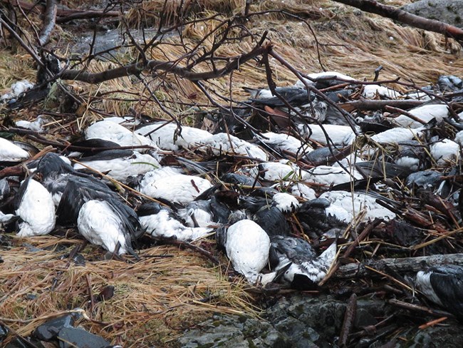 A pile of dead murres on the beach.