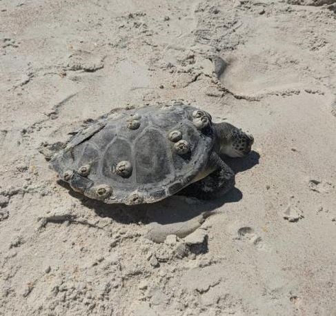 Deceased green sea turtle on the beach.