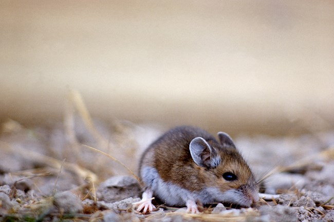 Deer Mouse deer mouse