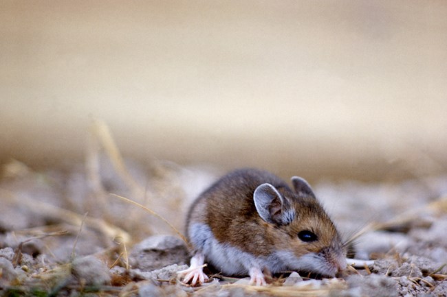 deer mouse