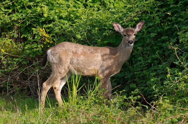 A doe at the edge of a forest.