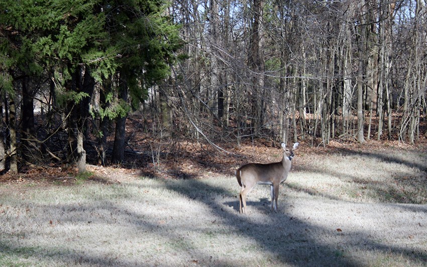 White-tailed deer A single deer looking at the camera on hte edge of a forest.