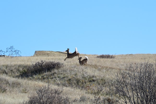 Two deer run through a dry grassland.