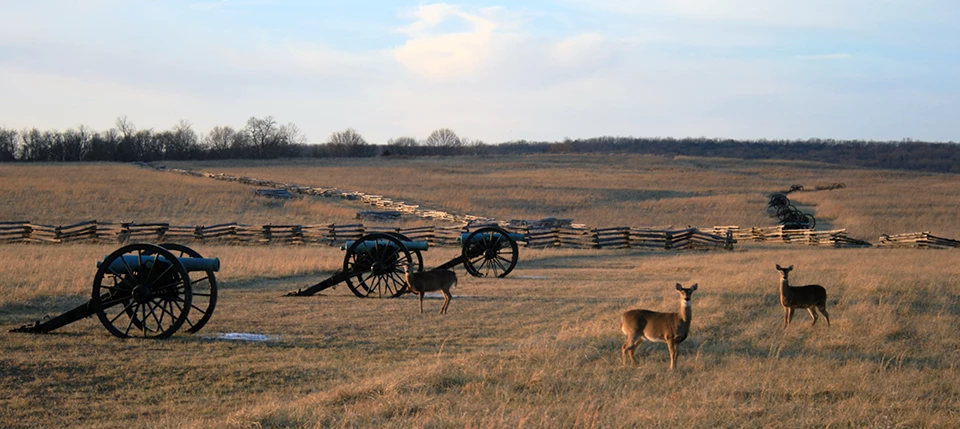 white-tailed deer Three deer in a mown field of brown grass next to old cannons.