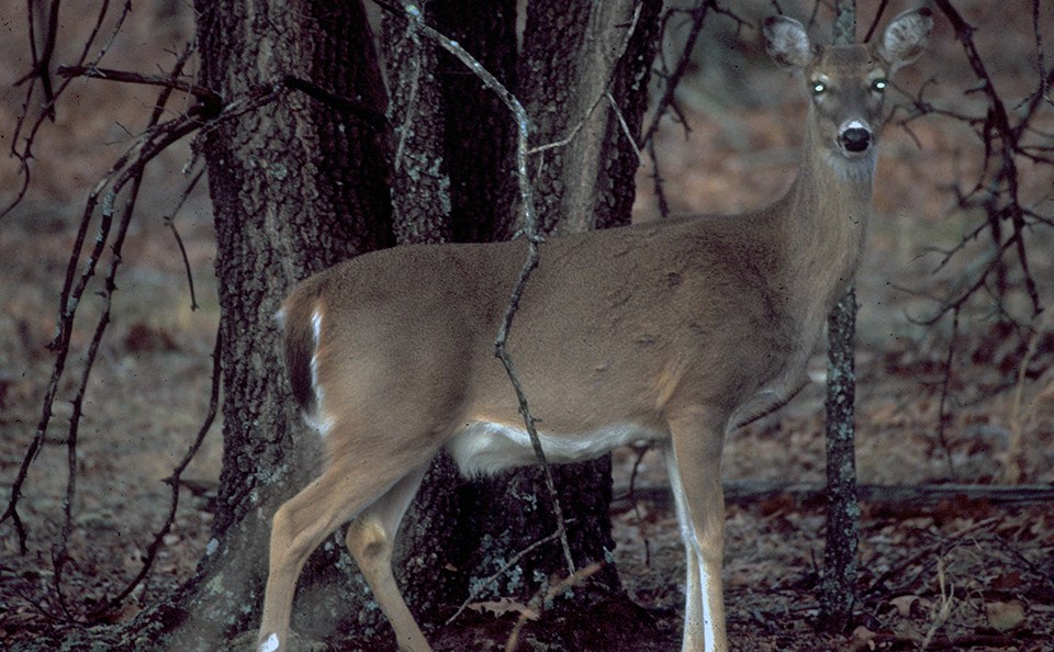 A deer with glowing eyes standing next to a tree.