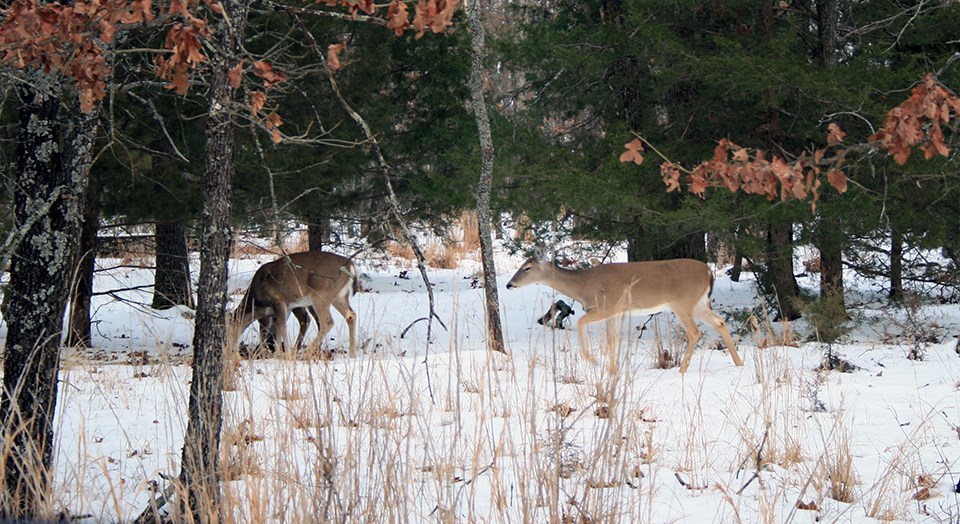 Several deer standing in snow in a woodland of evergreen and deciduous trees with dried, orange leaves.