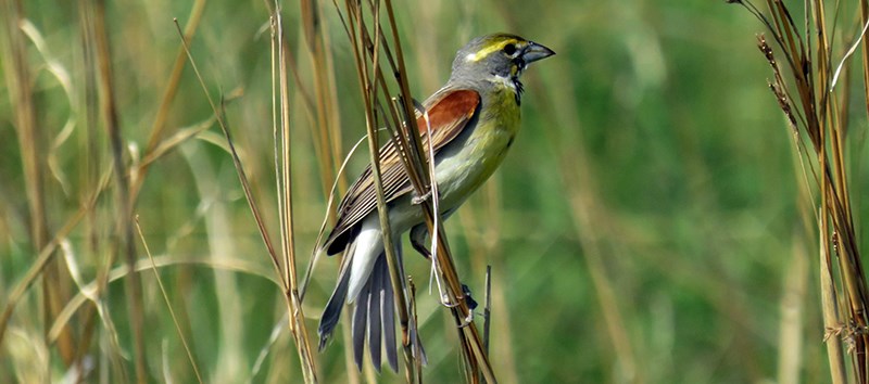 A bird with a gray head,  yellow eye stripe, a thick bill, yellow breast, and mottled brown wings perched on the side of a blade of grass.