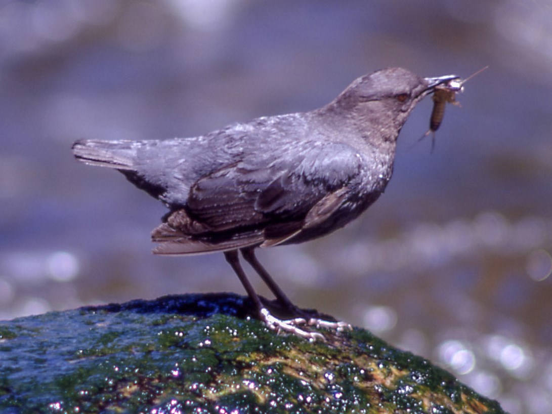 American dipper with prey. Gray-brown songbird with relatively large feet holding a stream bug in its beak.