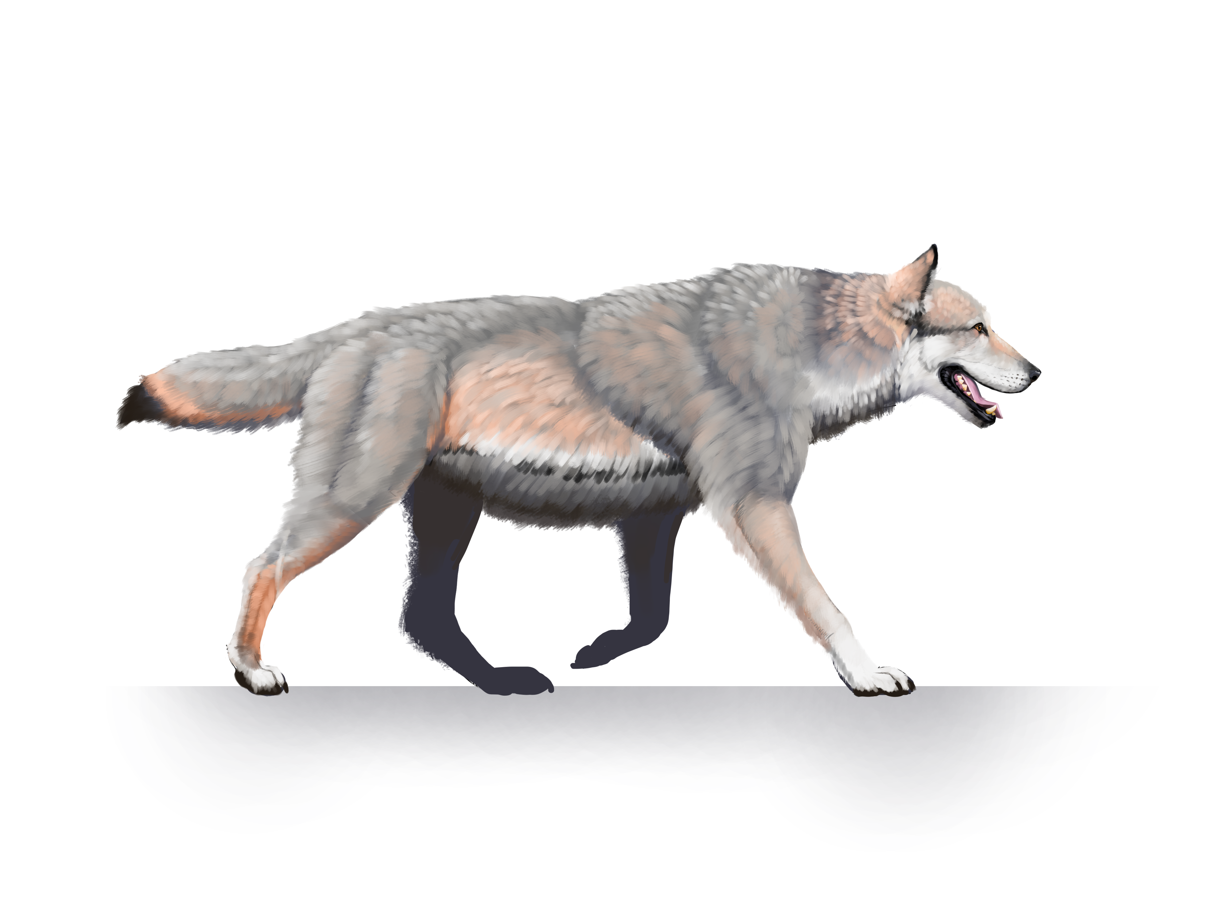 Search for parks by activity or topic. illustration of a wolf walking. 