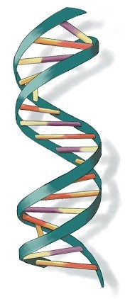 Graphic of a DNA strand. Illustration of the DNA double helix