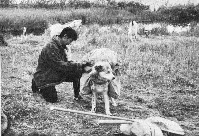 A Nunamiut man loads gear onto a dog's pack A Nunamiut man loads gear onto a dog's pack