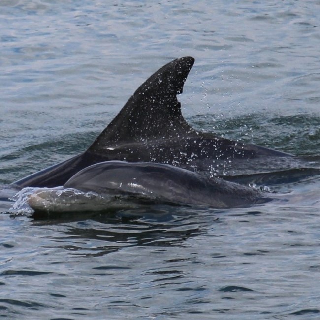 Two dolphins surfacing the water. Two dolphins surfacing the water.