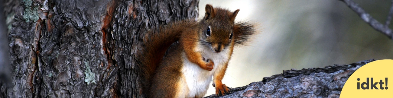 Don't Feed Wildlife a squirrel on a branch in a tree