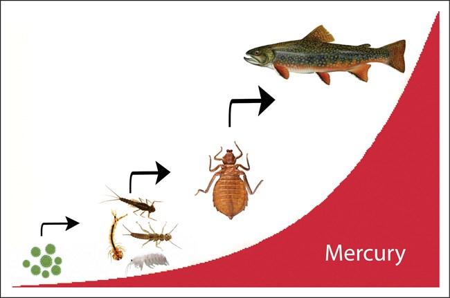 Mercury and the food chain