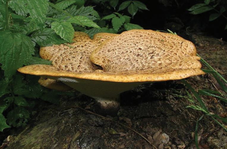 dryads_saddle_ A mushroom-shaped fungus grows out of woody debris.