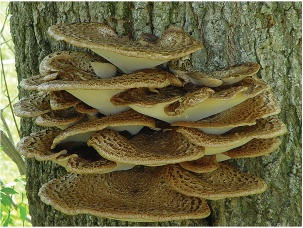 dryads_saddle Mushroom-shaped fungus with brown tops and white undersides grows out of a tree trunk.