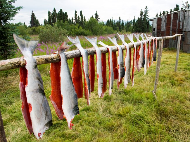 Drying fish in Alaska Row of silvery fish split in half up to the tail, with the red flesh inside showing.