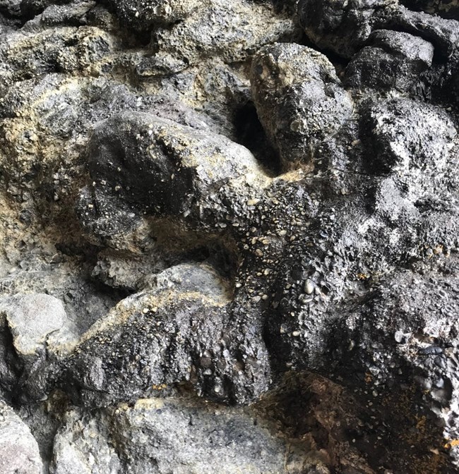 dsafds dinosaur track