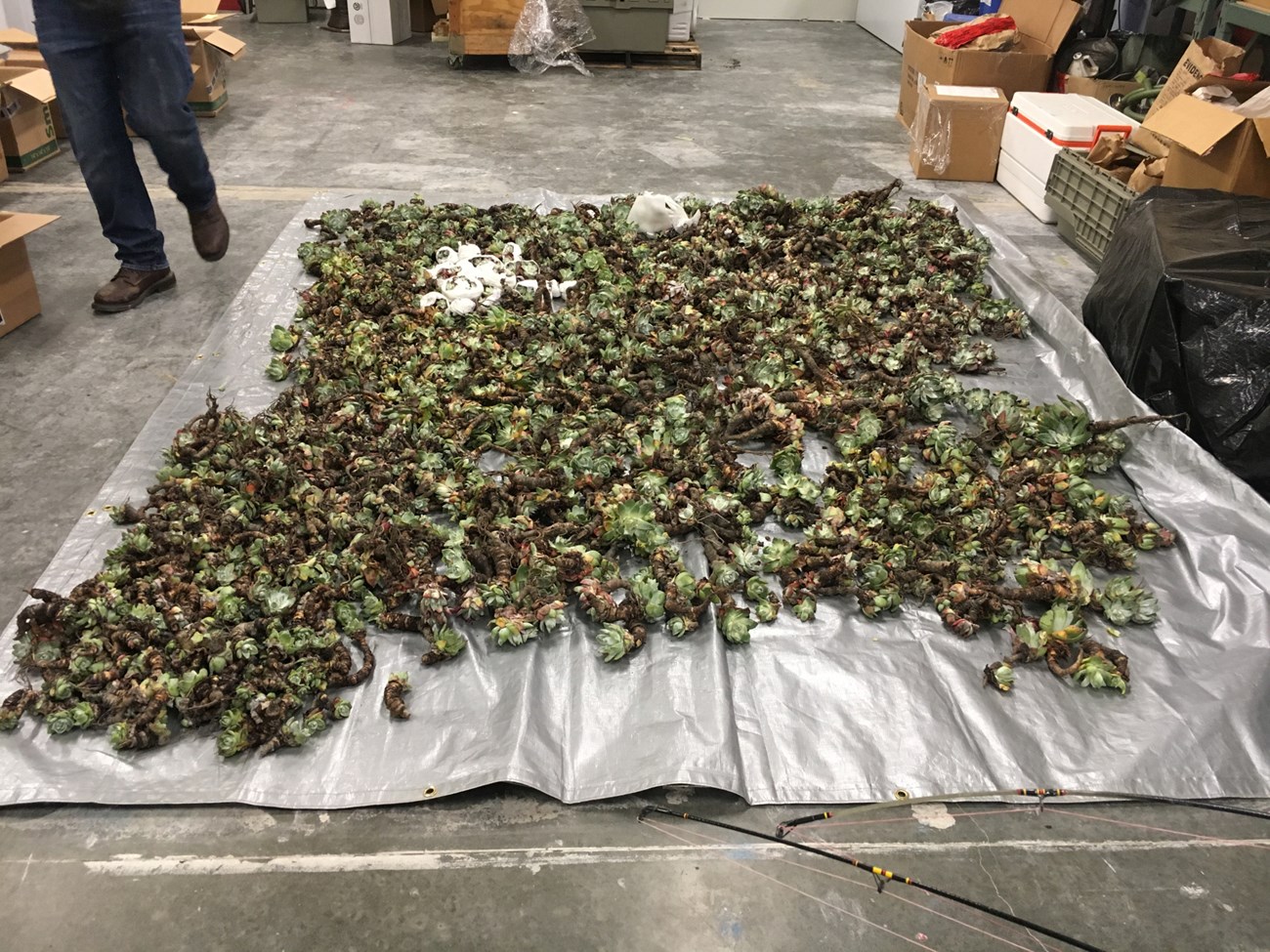 Tarp spread out on a concrete floor, covered in hundreds of uprooted succulent rosettes.