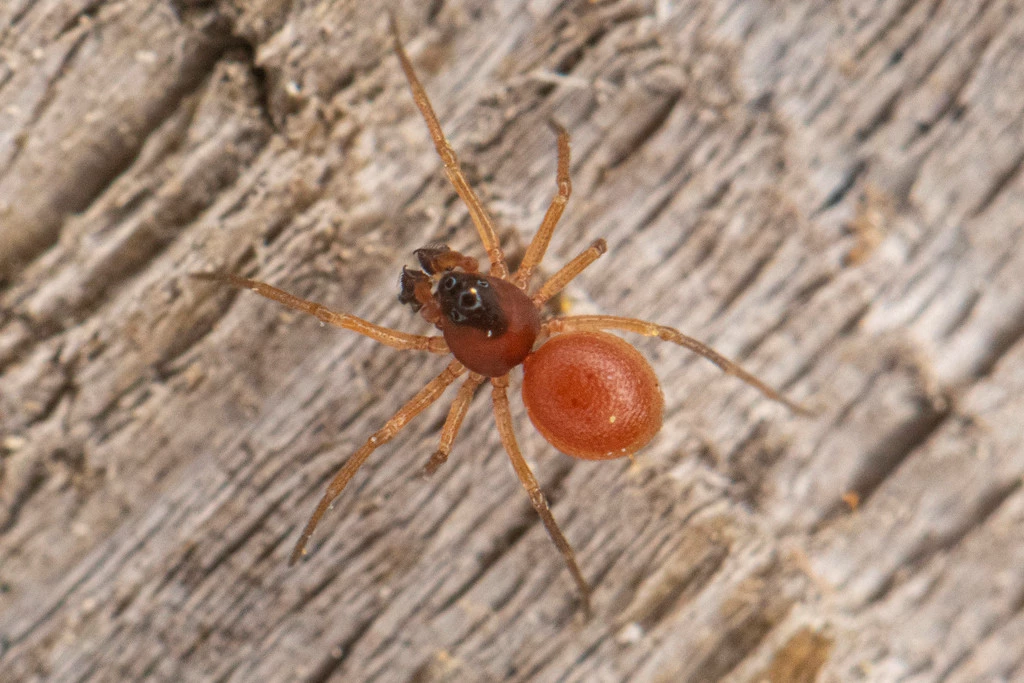dwarf spider_Ceraticelus_solomon hendrix_BY-NC a tiny, light brown spider