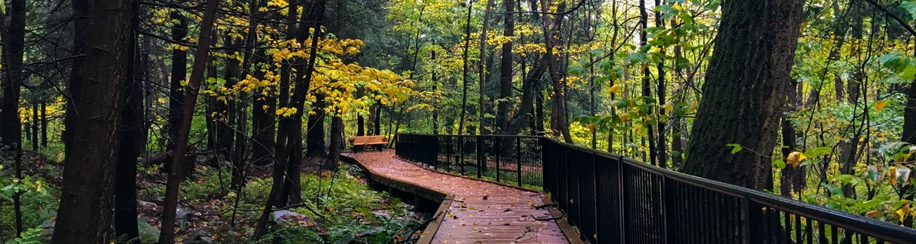A boardwalk trail through the woods. A boardwalk trail through the woods.