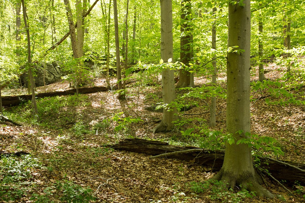 American beech trees in a forest