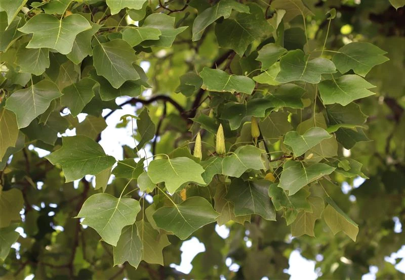 Tuliptree leaves large broad leaves with pointed lobes and a v-shaped notch at the top