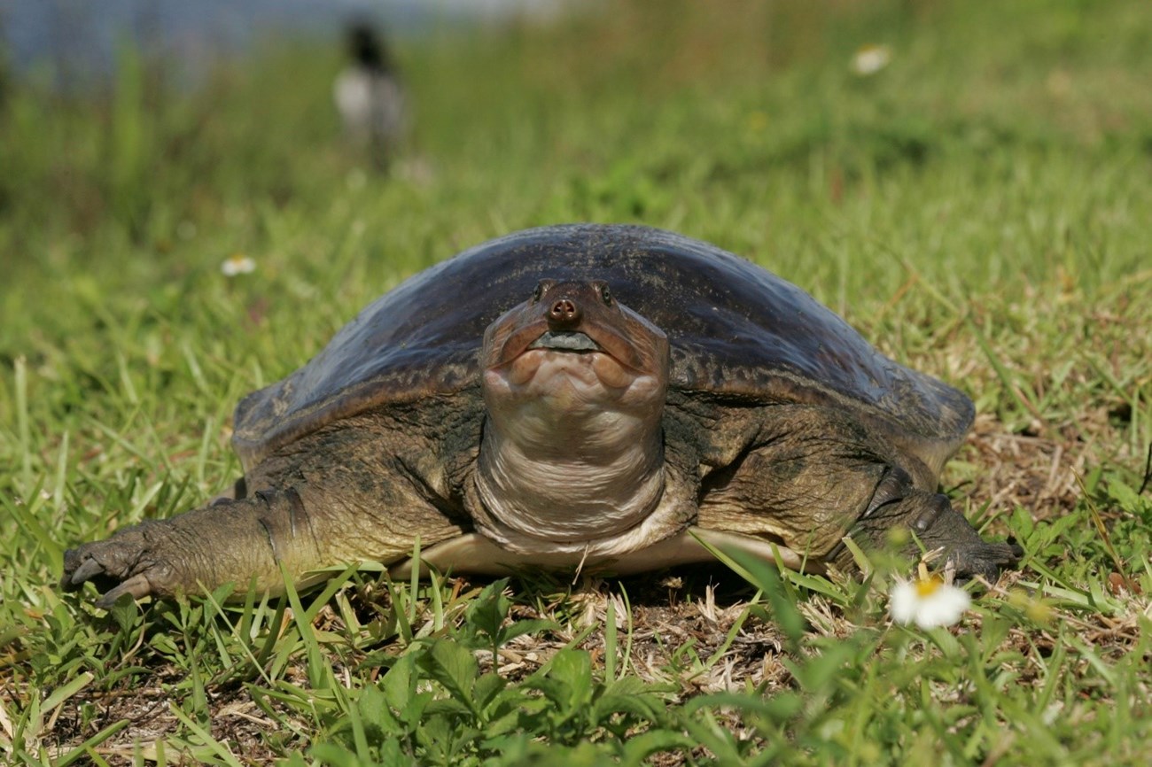 Florida softshell turtle Head-on view of a large turtle in the grass, with small eyes close together at the top of its head and a pointy snout.