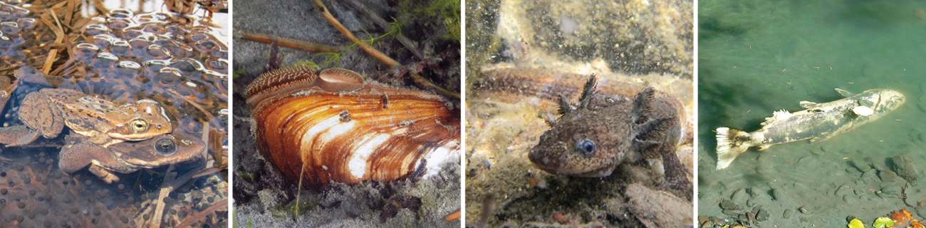 Four photos: (1) Two frogs mating surrounded by eggs, (2) a shellfish with soft body structures extending from the shell, (3) a salamander larva with feathery gills, (4) a fish carcass upside-down in the water.