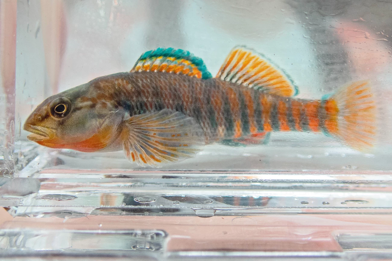 Rainbow darter Profile photo of a beautiful orange and turquoise fish in a small, dripping wet tank.
