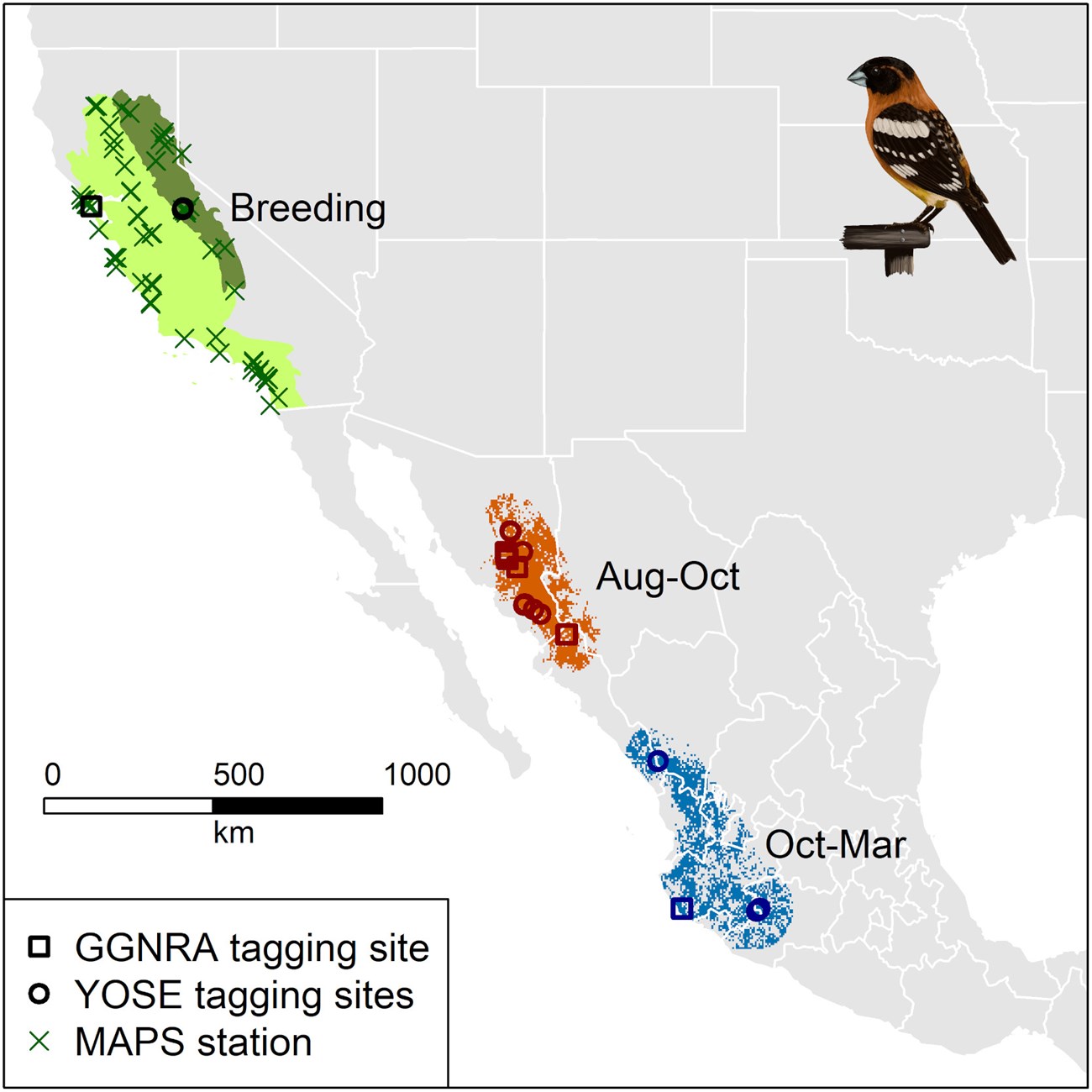 Map with black-headed grosbeak ranges overlayed. Two populations' breeding ranges are along the California Coast and another further inland. The molting range is located in northwestern Mexico. The winter range appears further south in western Mexico.