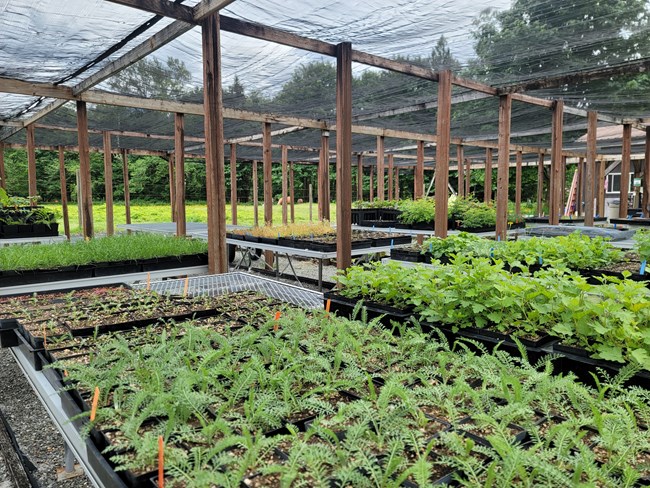 edwin picture again plants in nursery