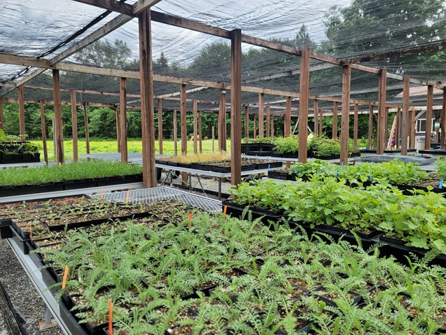 plants in nursery