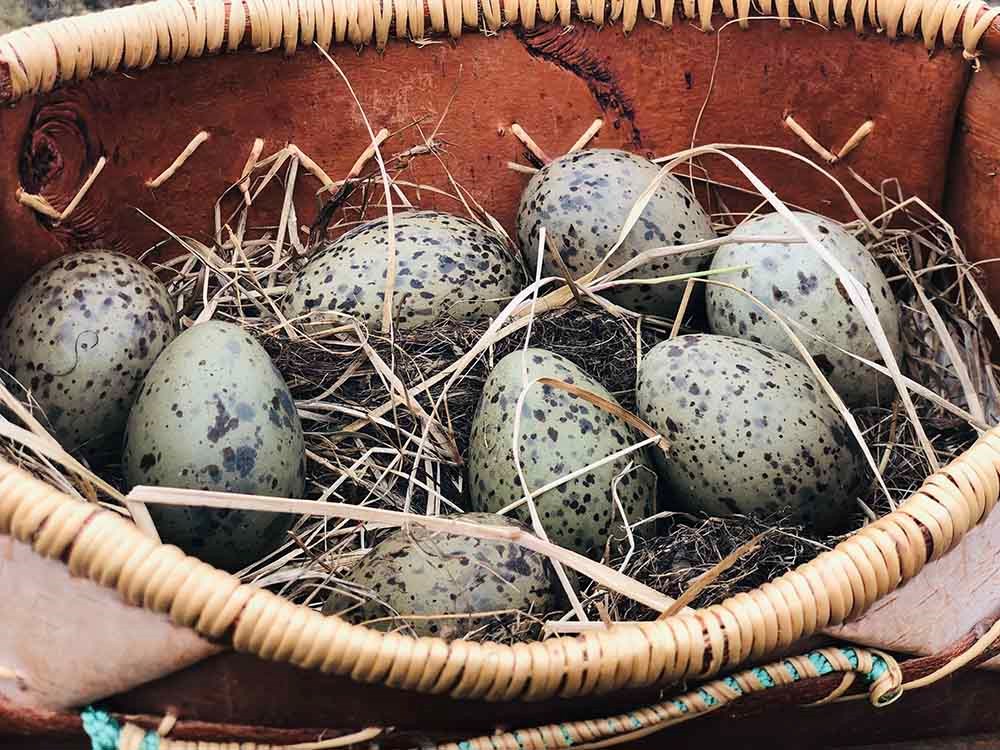 A woven basket with spotted eggs inside on a bed of dry grass.