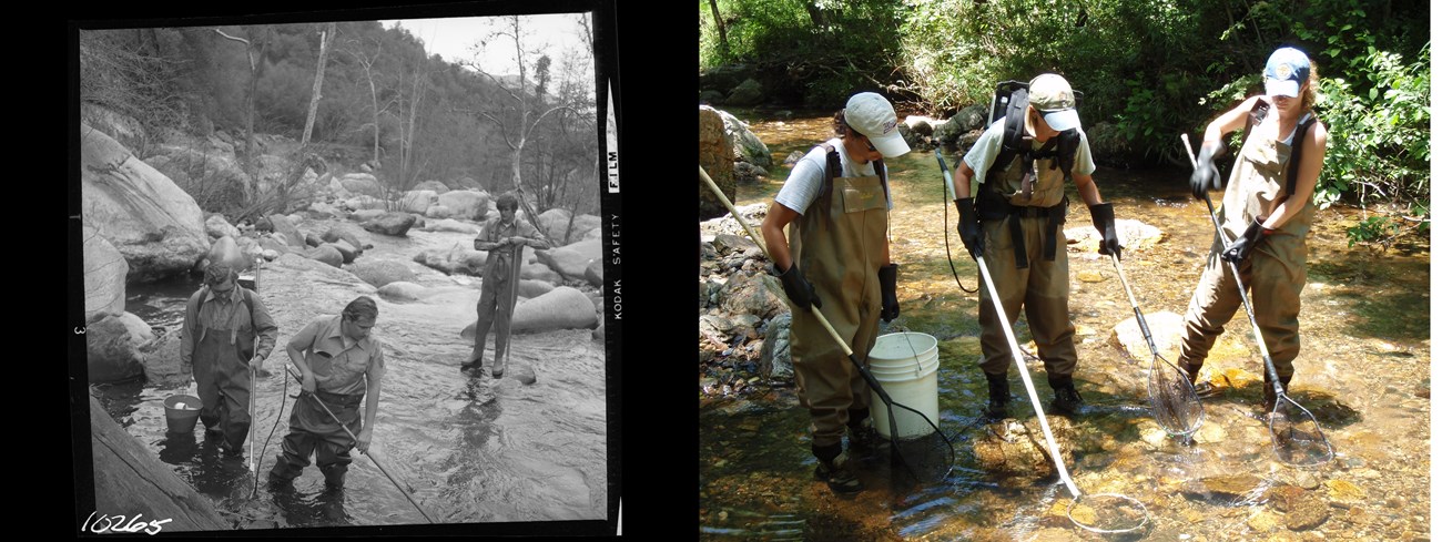 A side-by-side comparison of men electrofishing in 1973 (photograph on black and white film) and women electrofishing in present day (photograph in color).