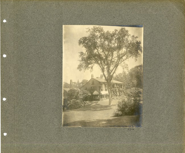 elm4 Tree with branches spreading out at top towers over home and all other nearby trees