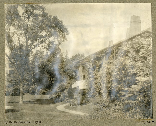 elm5 Tree towers over house it is next to