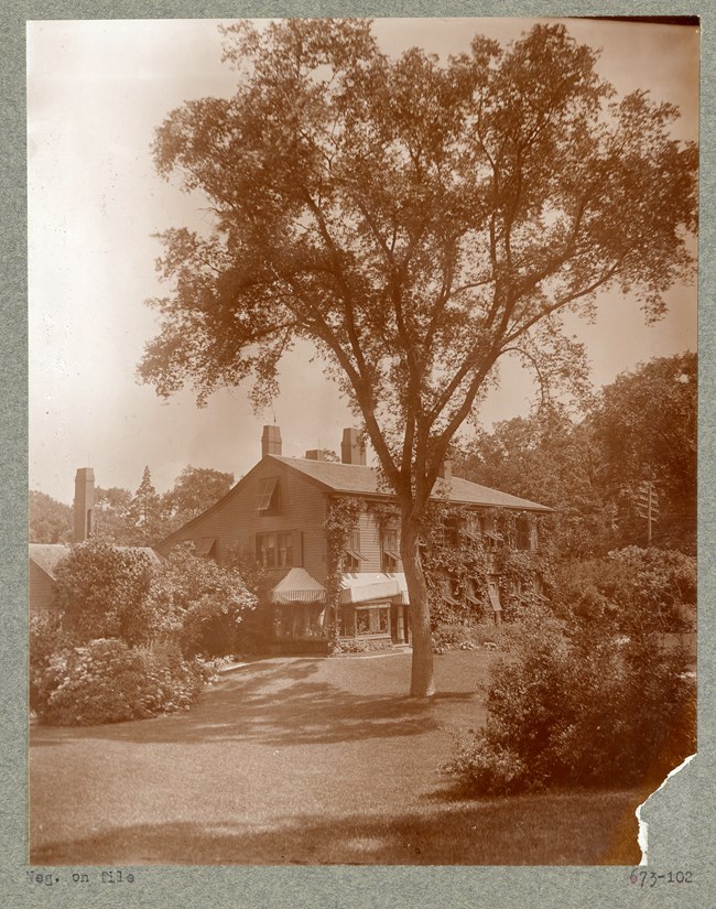 elm6 Large tree towers over home on lawn