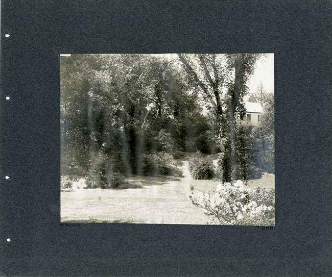elm7 Grassy lawn area with one tree in the middle, others and shrubs on the edges