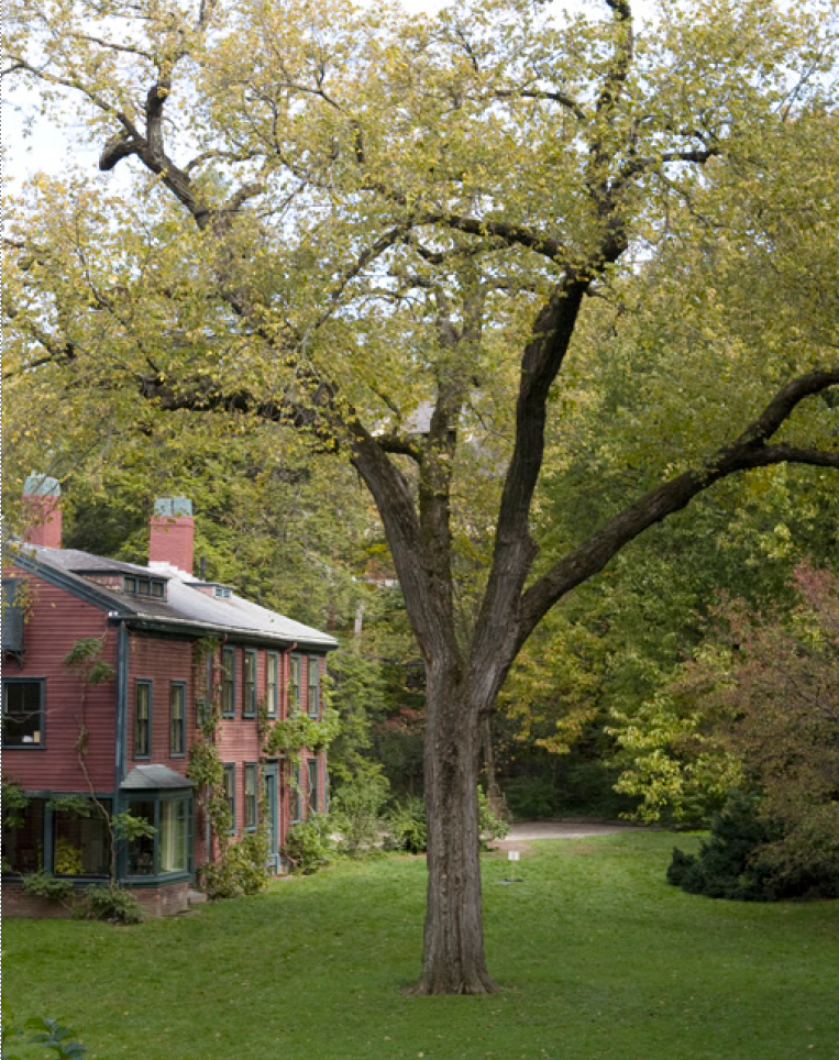 elm8 Large tree with leaves in the middle of a grassy area with a house next to it, and other trees and shrubs further away
