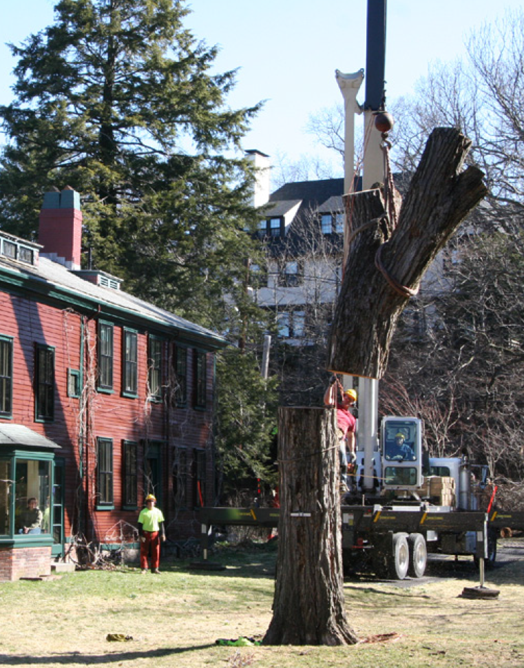 elm9 large tree in front of home being cut down using a crane
