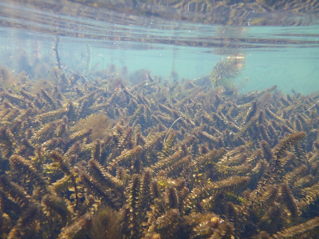 A thick mat of elodea on a lake bed.
