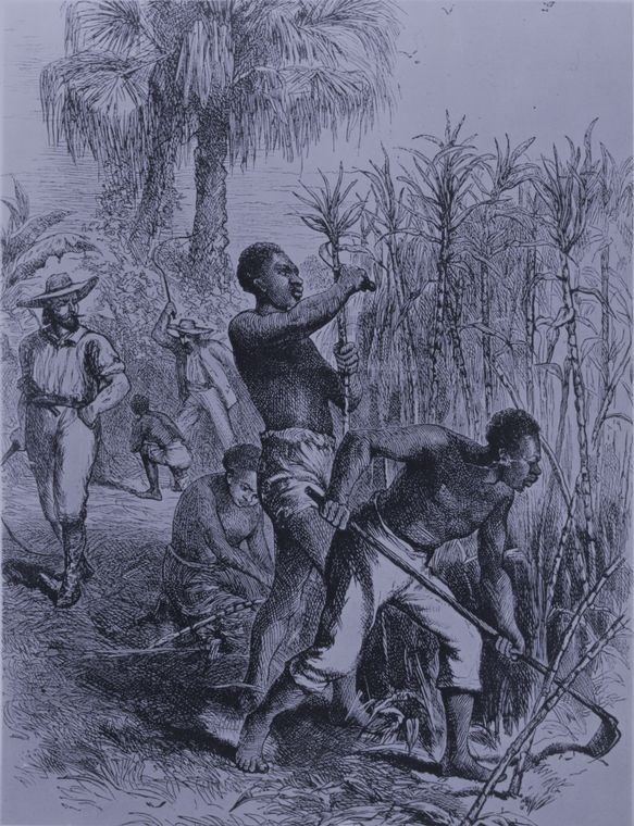 sketch of Enslaved Africans on a plantation harvesting sugar cane as enslavers watch on.