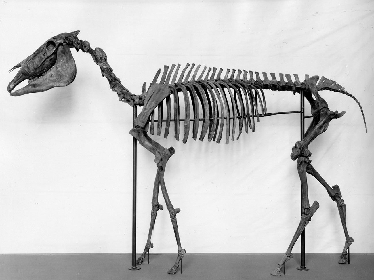 Black and white photo of a horse skeleton on display
