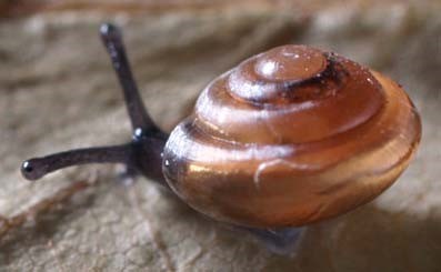 euconulus Euconulus species, a land mollusk