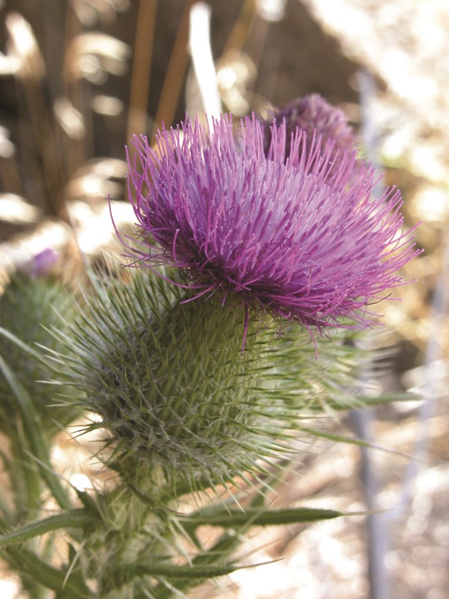 Purple thistle flower.