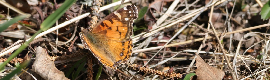 Many organisms rely on trees. Orange butterfly on the forest floor
