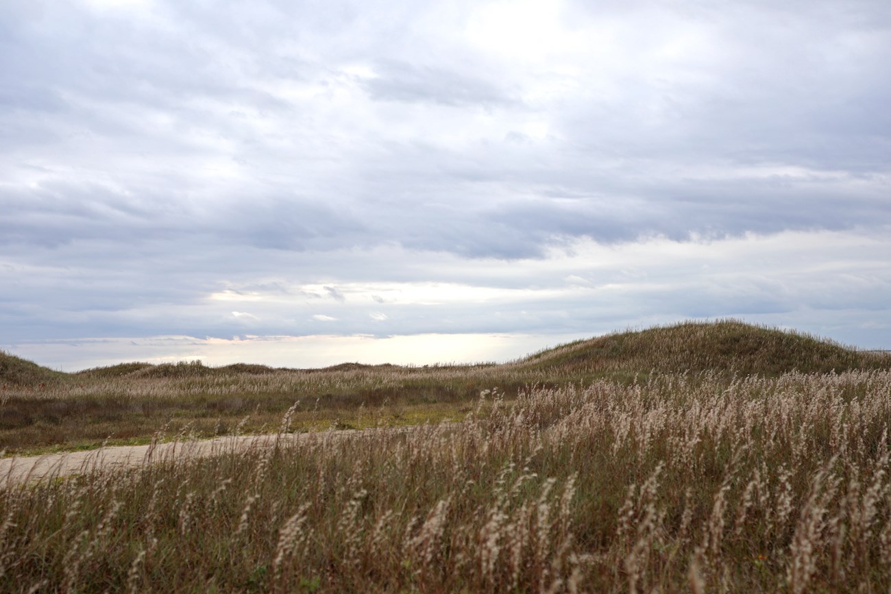 grasses blooming on a gently undulating landscape