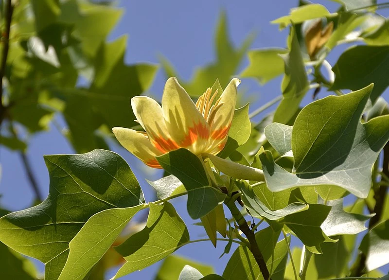 tuliptree flower Pale yellow and pink flower surrounded by Tuliptree leaves.